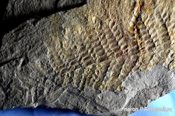 Neuropteris, средний карбон, Neuropteris heterophylla