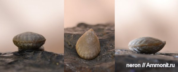 брахиоподы, пермский период, Шиханы, Hemiptychina, Terebratulida, Permian