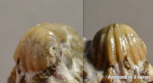 брахиоподы, пермский период, Шиханы, Reticulariina netschaewi, Spiriferinida, Reticulariina, Permian