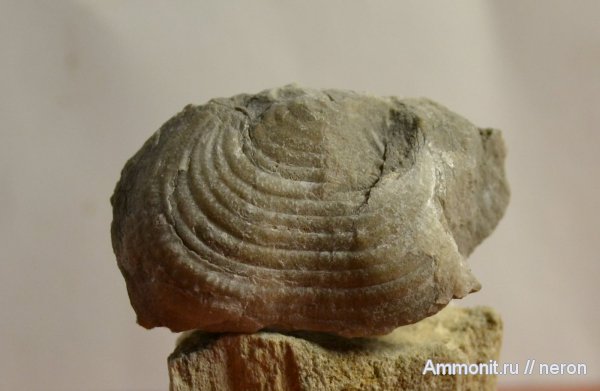 брахиоподы, Башкирия, Шиханы, Buxtonia subpunctata