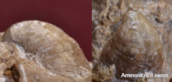 брахиоподы, пермский период, Шиханы, Spiriferida, Martinia, Permian