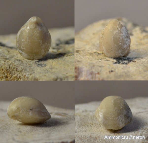 брахиоподы, пермский период, Composita, Шиханы, Composita humerosa, Athyridida, Permian