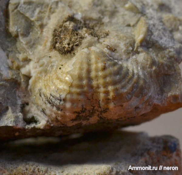 брахиоподы, пермский период, Шиханы, Productida, Permian