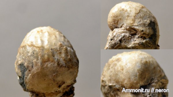 брахиоподы, пермский период, Krotovia, Шиханы, Productida, Productidina, Krotovia tuberculata, Permian