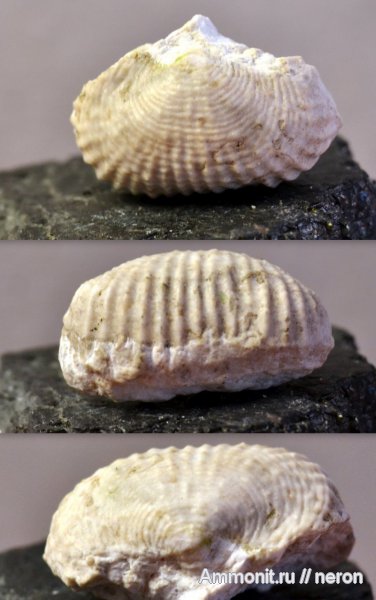 брахиоподы, пермский период, Шиханы, Productida, Urushtenia pseudomedusa, Urushtenia, Permian