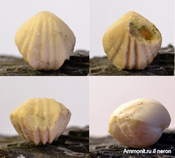 брахиоподы, пермский период, Шиханы, Rhynchonellida, Camarophoria, Permian