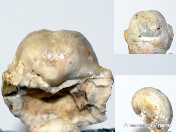 брахиоподы, пермский период, Башкирия, Permian