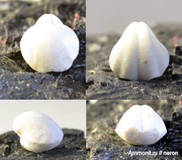 брахиоподы, пермский период, Шиханы, Spiriferida, Elivina tibetana, Elivina, Permian