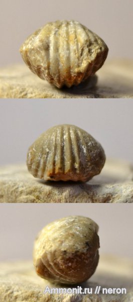 брахиоподы, пермский период, Шиханы, Rhynchonellida, Septacamera, septаcamera, Permian