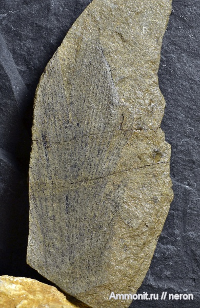 пермский период, Башкирия, Красноусольск, Psygmophyllum, Permian