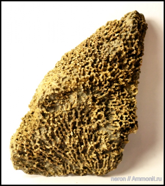 кораллы, Syringopora, Tabulata, Башкирия, Syringoporida