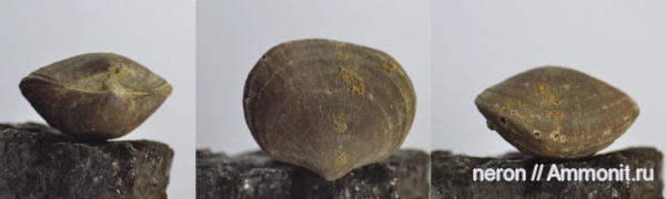 брахиоподы, Orthida, Башкирия, Schizophoria