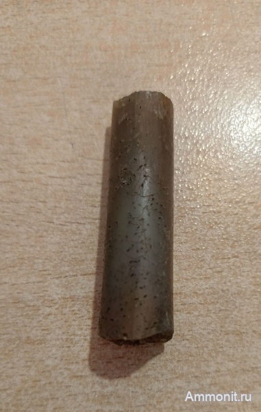 белемниты, юра, Пески, Подмосковье, Belemnitida