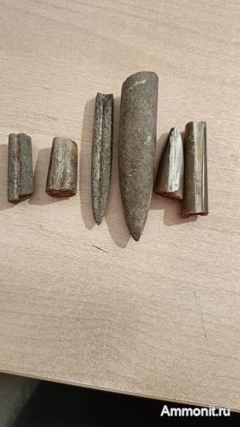 белемниты, юра, Пески, Подмосковье, Belemnitida