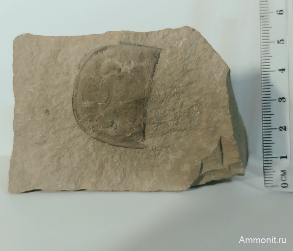 ракоскорпионы, Хмельницкая область