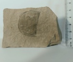 Голова ракоскорпиона