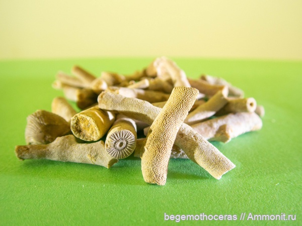 мшанки, кораллы, криноидеи, Rhombopora