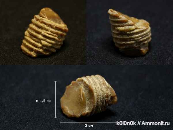 морские лилии, криноидеи