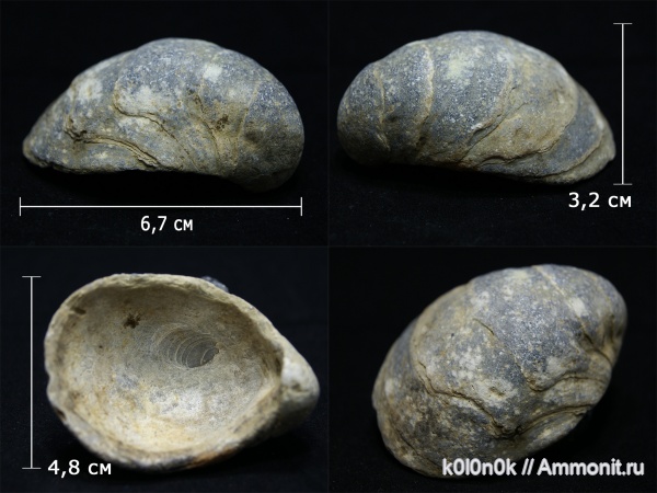 юра, грифеи, Gryphaea, Gryphaea alligata