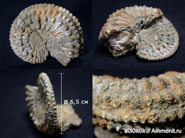 аммониты, Cardioceras, Новоселки