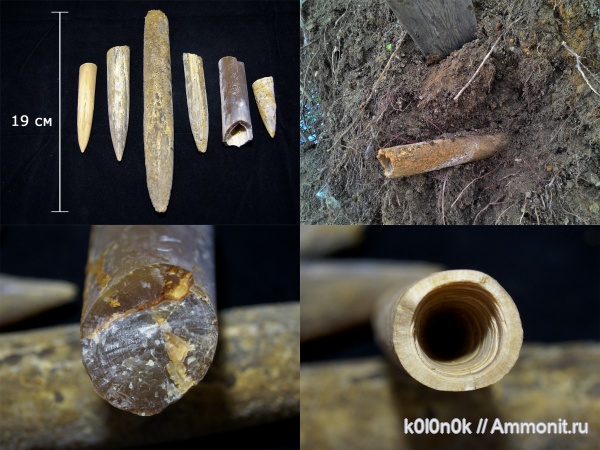 белемниты, Алпатьево