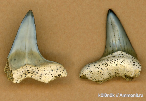 мел, акулы, сеноман, зубы акул, Cretoxyrhina, Шацк, Cenomanian, shark teeth, sharks