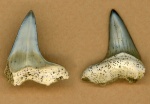 Cretoxyrhina denticulata
