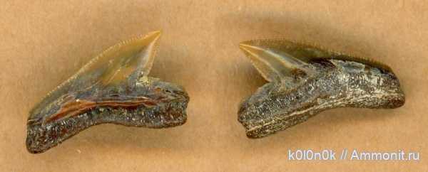 мел, акулы, Squalicorax, сеноман, зубы акул, Шацк, Cenomanian, shark teeth, sharks