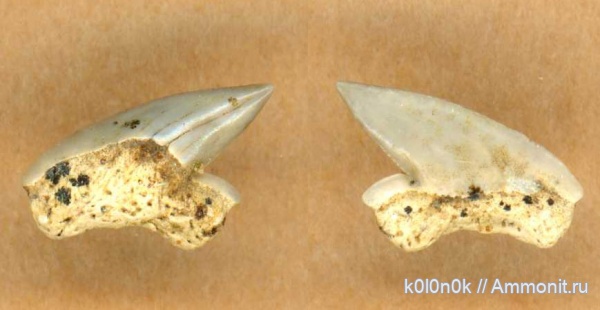 мел, акулы, Squalicorax, сеноман, зубы акул, Шацк, Cenomanian, shark teeth, sharks