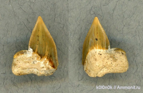 мел, акулы, Squalicorax, сеноман, зубы акул, Шацк, Cenomanian, shark teeth, sharks