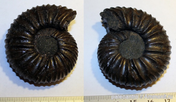 аммониты, Воскресенск, Virgatites virgatus