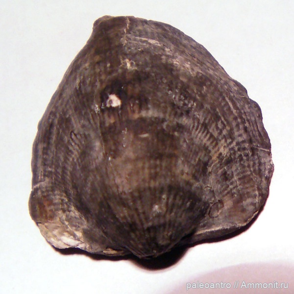 брахиоподы, девон