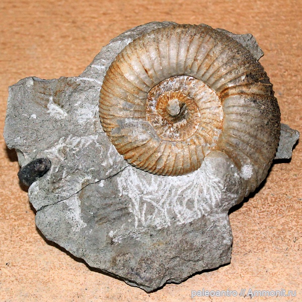 Окаменелости из Германии