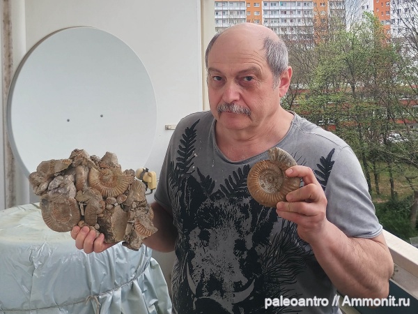 аммониты, брахиоподы, Германия, беллемниты