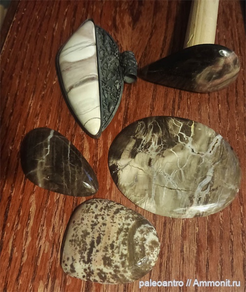 пермь, окаменевшее дерево, Cordaites, Medullosa stellata, вулканический туф, Alethopteris schneideri