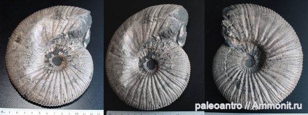 аммониты, Воскресенск, Virgatites virgatus