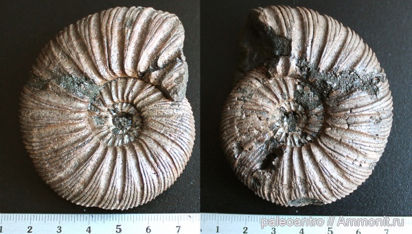 аммониты, Воскресенск, юрский период, Virgatites virgatus