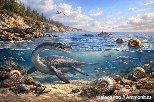 аммониты, брахиоподы, Воскресенск, волжский ярус, Virgatites virgatus, верхняя юра, фосфатные конкреции