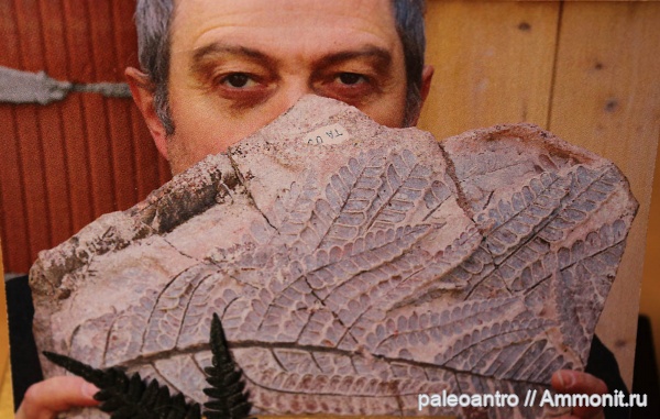 пермь, папоротники, Хемниц, поправьте теги, Medullosa stellata, тропический лес, Medullosa stellata Cotta 1832, туф