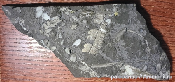 Германия, палеозой, водоросли, палеофлора, шифер