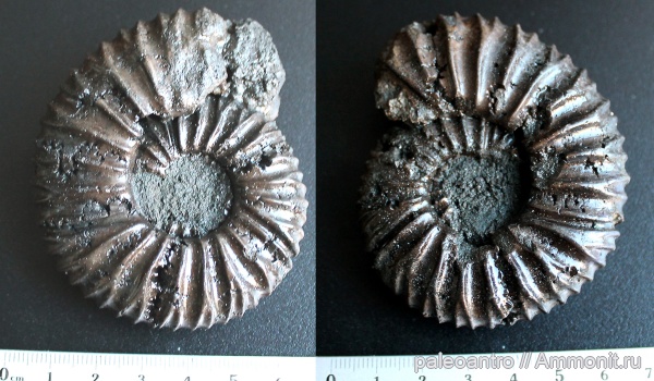 Воскресенские аммониты с Лопатинских рудников