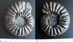 Воскресенские аммониты с Лопатинских рудников