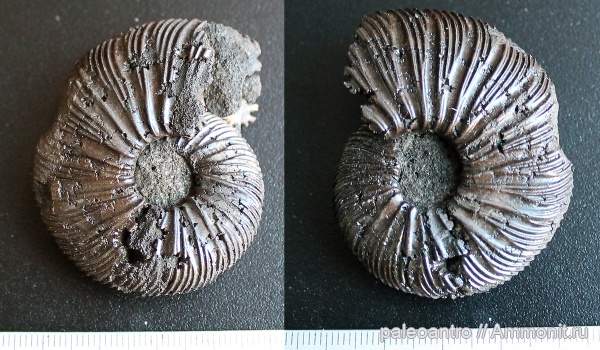 аммониты, Воскресенск, юрский период, Virgatites virgatus