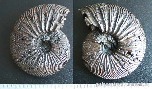 аммониты, Воскресенск, юрский период, Virgatites virgatus