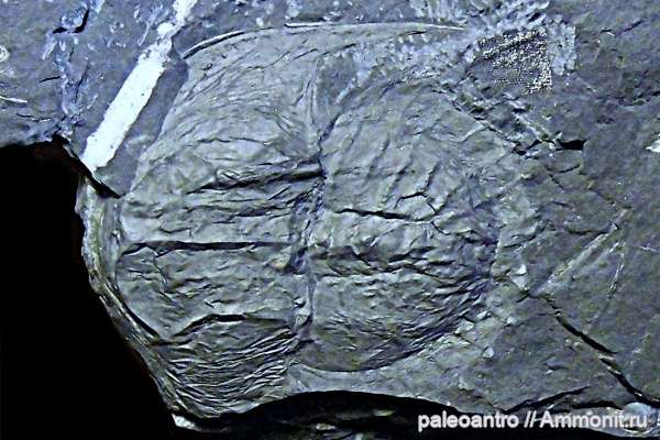 Германия, палеозой, членистоногие, водоросли, мечехвосты, палеофлора, Xiphosura, шифер, членистоногий