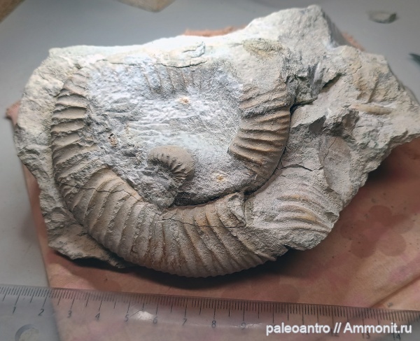 аммониты, брахиоподы, юра, глауконит, песчанистый известняк, беллемнит