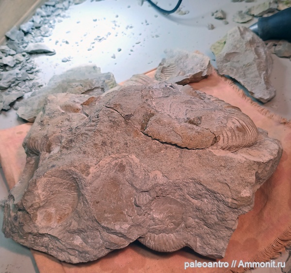 аммониты, брахиоподы, юра, глауконит, песчанистый известняк, беллемнит