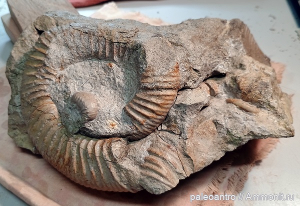 аммониты, брахиоподы, юра, глауконит, песчанистый известняк, беллемнит