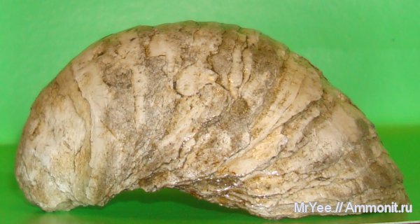 грифеи, Gryphaea, устрицы