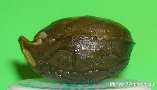 юра, Коломенское, мезозой, Russiella, Terebratulida, Jurassic